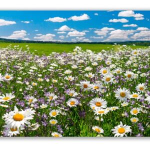 Kepes Infrapanel Daisy Meadow 300x300