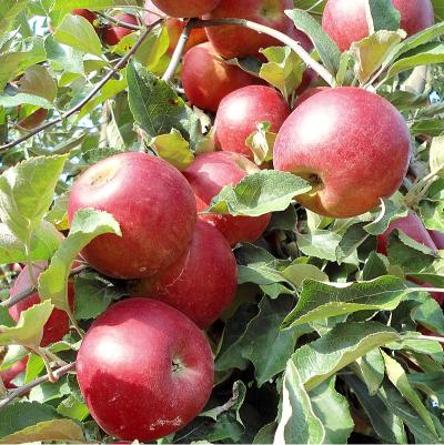Namenyi Jonathan Apple 1