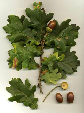 Quercus Robur 3