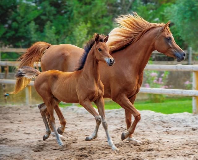 Horse 8104389 1280 1