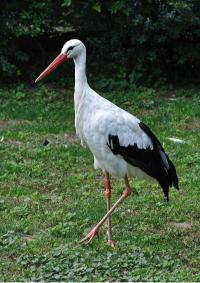 Ciconia Ciconia Qtl2 1 2