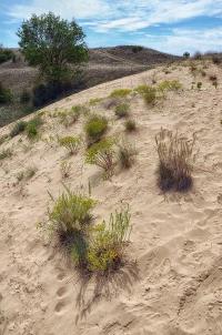 Fulophaza Sand Drifts 2020 07 1 2