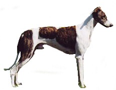 HungarianGreyhound