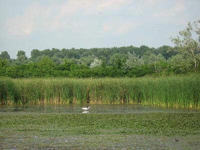 Tiszalok Holt Tisza 1