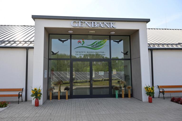 Tapioszele Genbank 002 1
